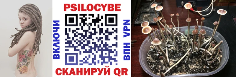 Купить где  Полярные Зори  Псилоцибиновые грибы Psilocybine cubensis 